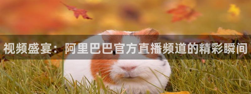 9255tv直播nba在线观看：视频盛宴：阿里巴巴官方直播频道的精彩瞬间