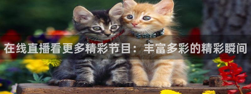 9255tv直播nba在线直播：在线直播看更多精彩节目：丰富多彩的精彩瞬间